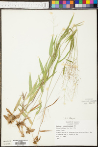 Panicum sphaerocarpon image