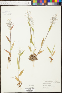 Panicum sphaerocarpon image