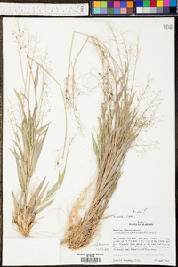 Panicum sphaerocarpon image