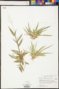 Panicum sphaerocarpon image