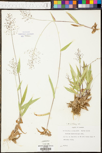 Panicum sphaerocarpon image