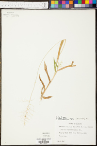 Panicum ravenelii image