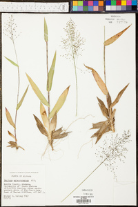 Panicum sphaerocarpon image