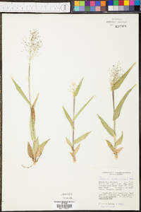 Panicum sphaerocarpon image