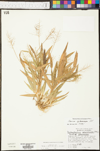 Panicum sphaerocarpon image