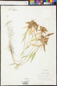 Panicum sphaerocarpon image