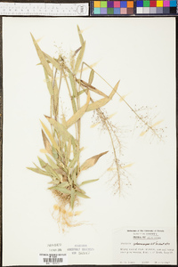 Panicum sphaerocarpon image