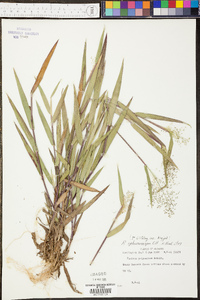 Panicum sphaerocarpon image