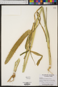 Pennisetum glaucum image