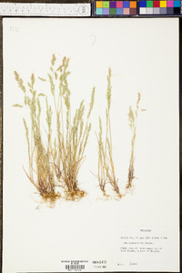 Poa chapmaniana image