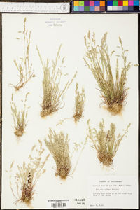 Poa chapmaniana image