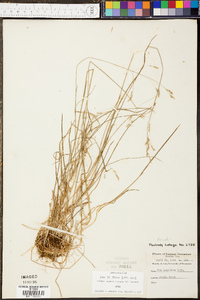 Phyllostachys nigra image