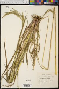 Paspalum urvillei image