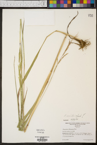 Paspalum urvillei image