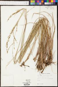 Paspalum plicatulum image