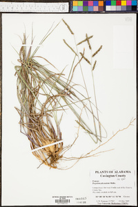 Paspalum plicatulum image