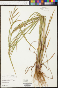 Paspalum boscianum image