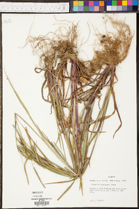 Panicum villosissimum image