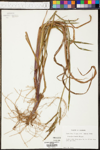 Paspalum boscianum image