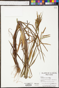 Panicum villosissimum image