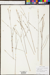 Paspalum bifidum image