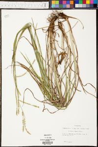 Paspalum laeve image