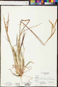 Paspalum laeve image