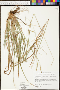 Panicum tenerum image