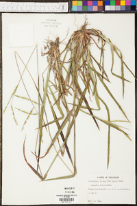 Paspalum laeve image