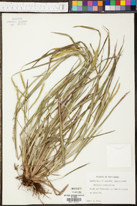 Panicum tenerum image