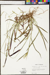 Paspalum laeve image