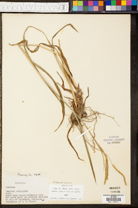 Paspalum laeve image