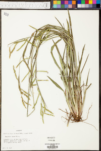 Paspalum laeve image