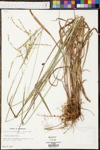 Paspalum laeve image