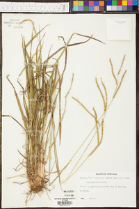 Paspalum laeve image