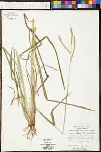 Panicum tenerum image