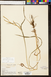 Paspalum laeve image