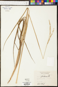 Panicum tenerum image