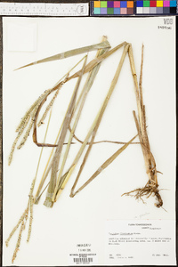 Panicum tenerum image