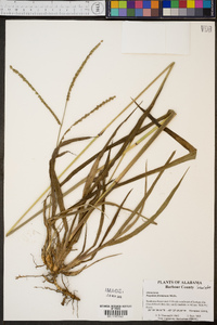Paspalum floridanum image