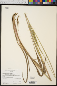 Paspalum floridanum image