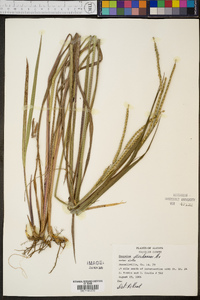 Paspalum floridanum image