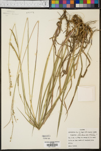 Paspalum floridanum image