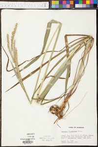 Paspalum floridanum image