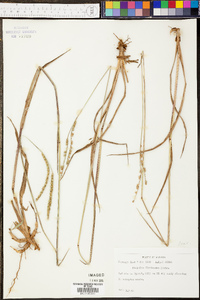 Paspalum floridanum image