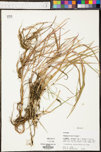 Paspalum distichum image