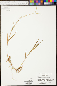 Paspalum distichum image