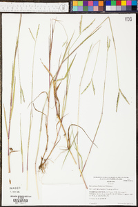 Paspalum distichum image