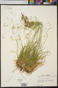 Poa autumnalis image