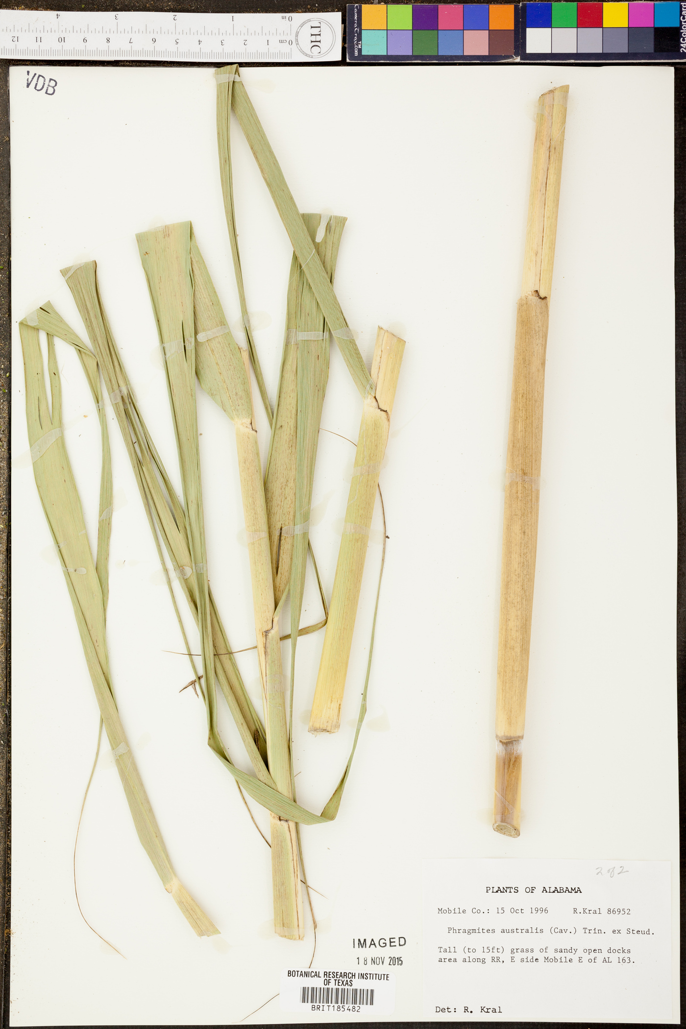 Phyllostachys nigra image